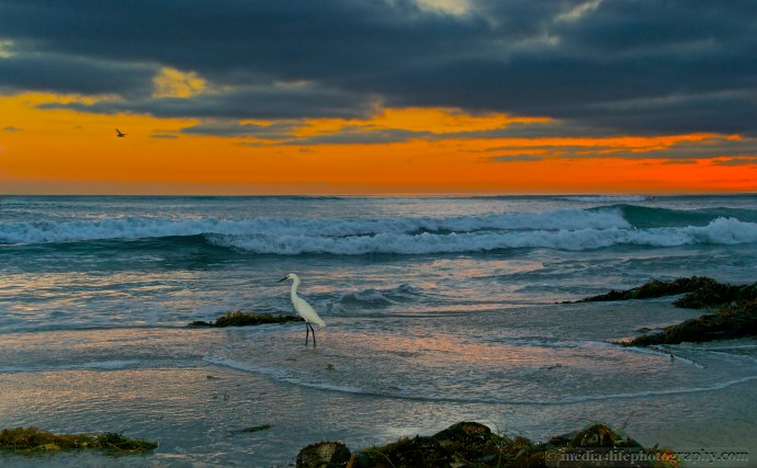 Egret at Sunset